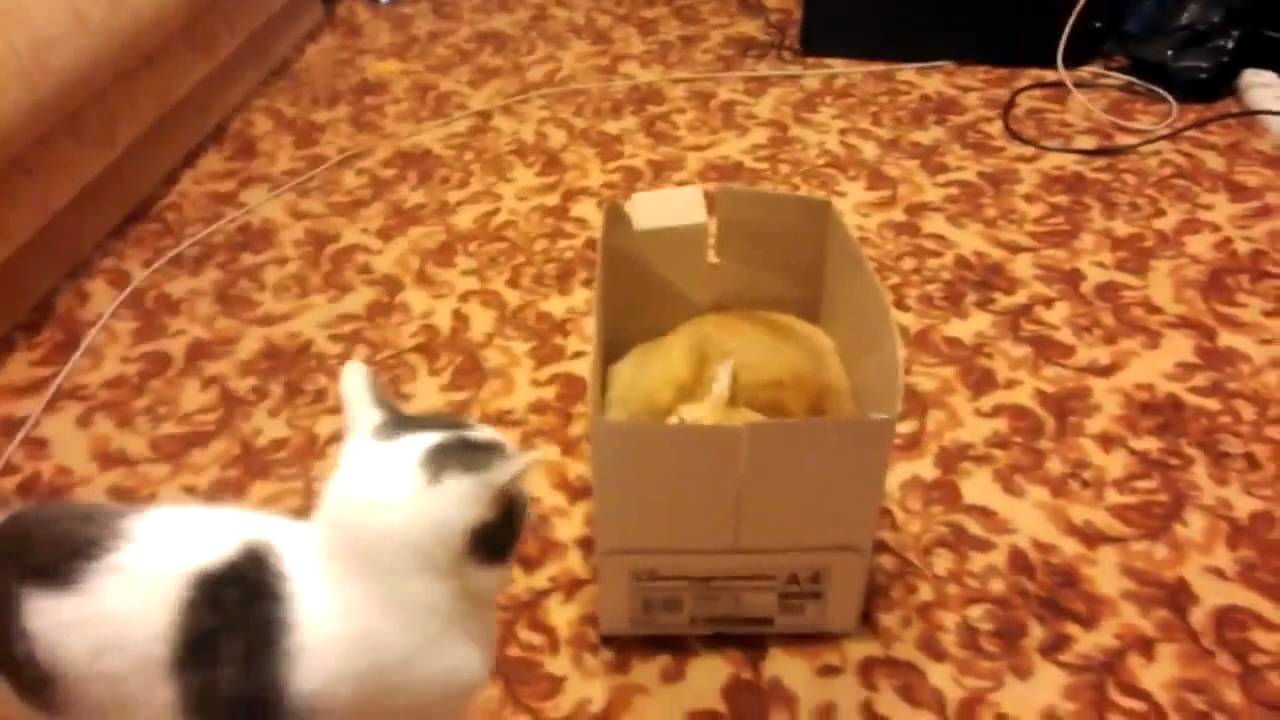 VIDEO: Kā 2 kaķi par 1 vietu cīnījās!? (2 cats 1 box! Fight for best place!)