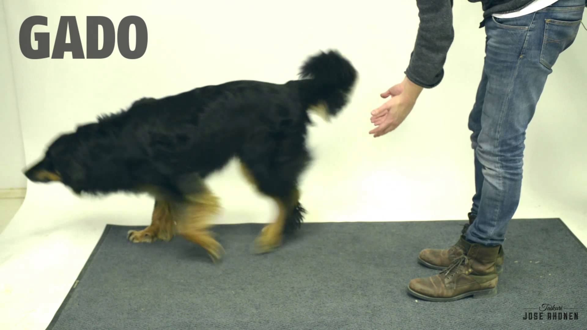 VIDEO: Kā suņi reaģē uz maģiju? (Magic for dogs)