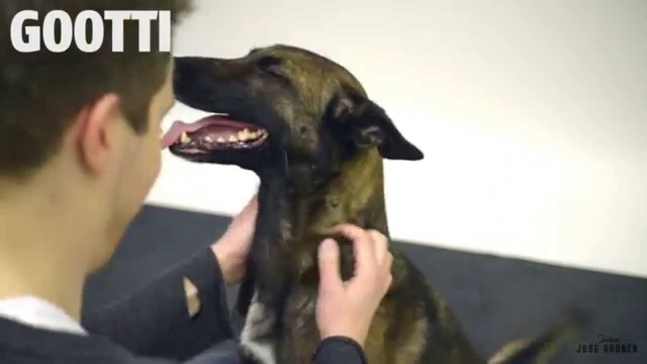 VIDEO: Otrā daļa – kā suņi reaģē uz maģiju!? (Magic for Dogs part 2!)