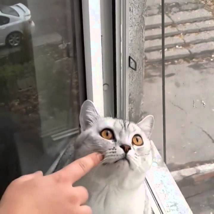 VIDEO: “Salūzušais” kaķis! (Focused cat, just wants to be… Focused!)