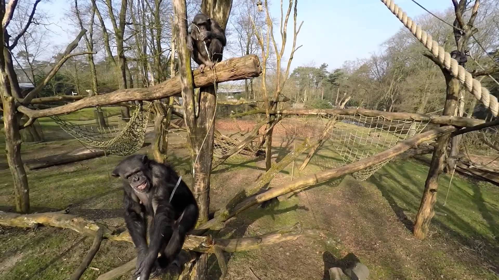 VIDEO: Šimpanzes lielais ķēriens! (Chimpanzees going crazy!)