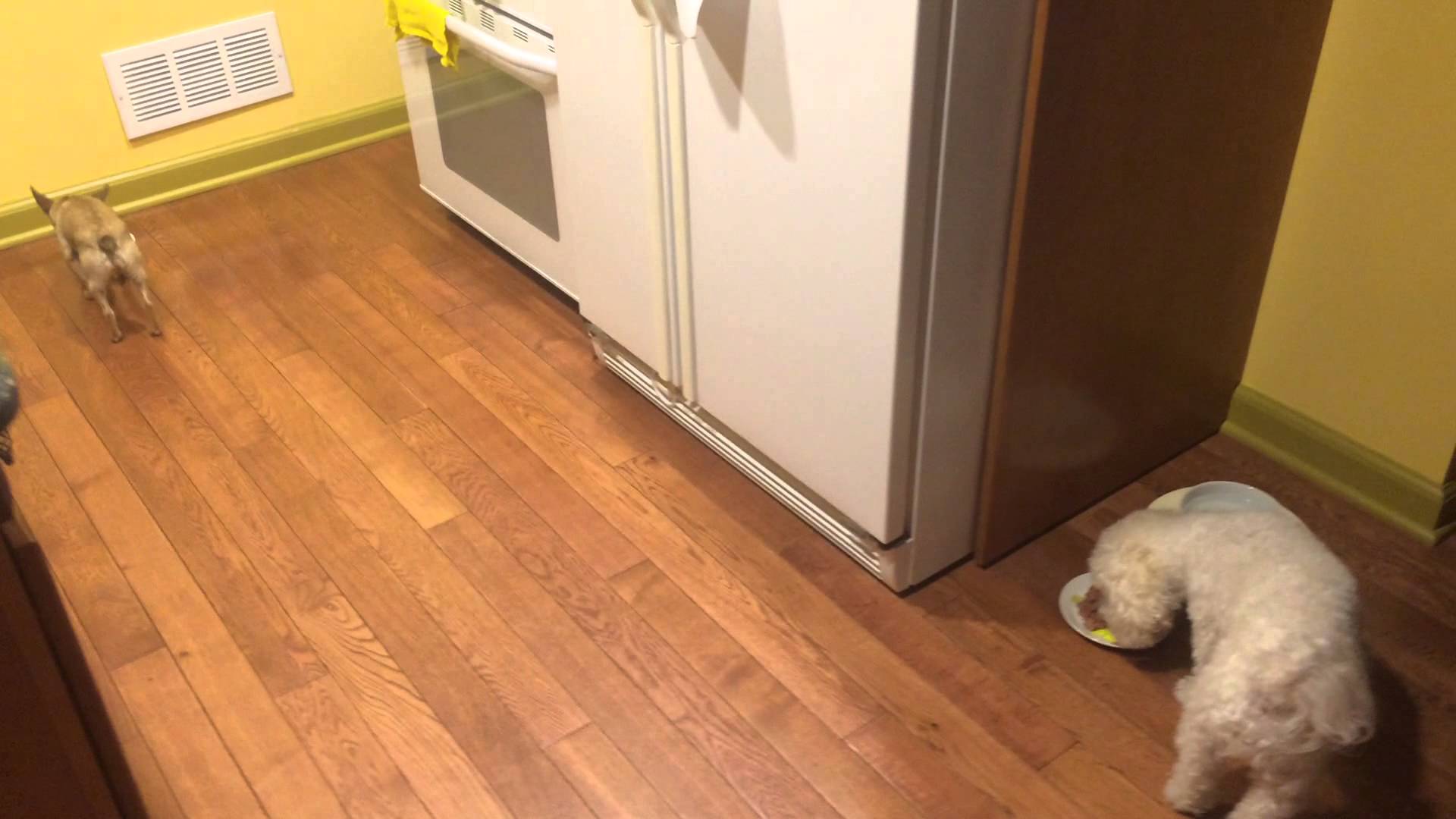 VIDEO: Suns, kuram ĻOTI nepatīk ēst vienatnē! (Dog Hates to Eat Alone! Table for Two!)