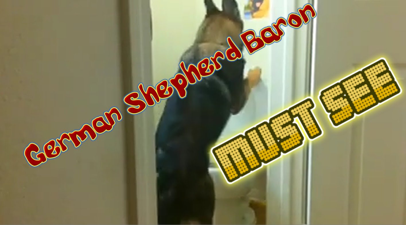 VIDEO: Suns pārsteidz saimniekus! (German Shepherd Baron uses the toilet like a person!)