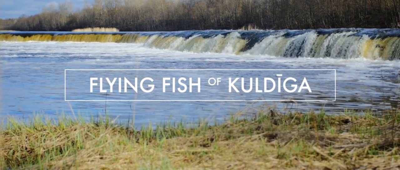 VIDEO: Super! Kuldīgā lido zivis! (Flying Fish of Kuldīga!)