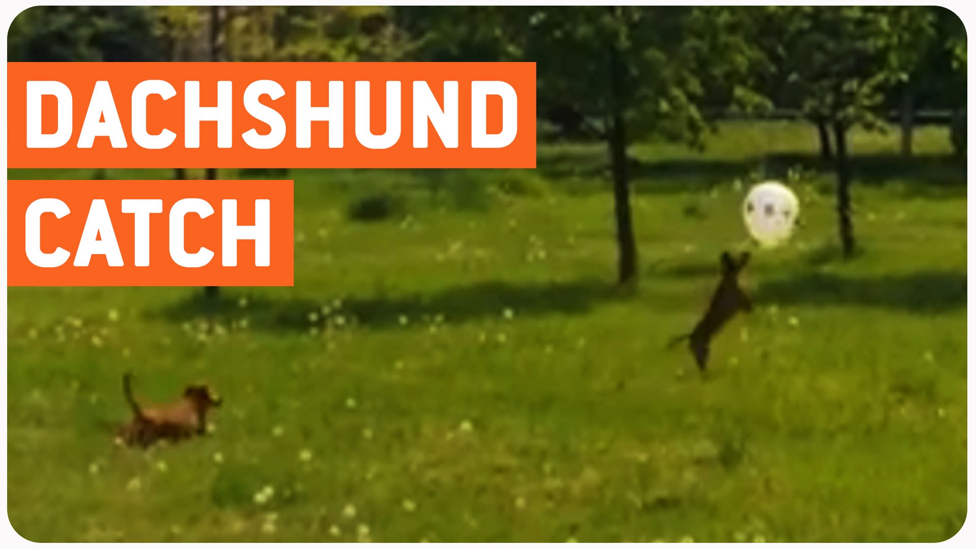 VIDEO: Takšu izmisīgā “cīņa” ar balonu! (Dachshund Pups Play Catch!)