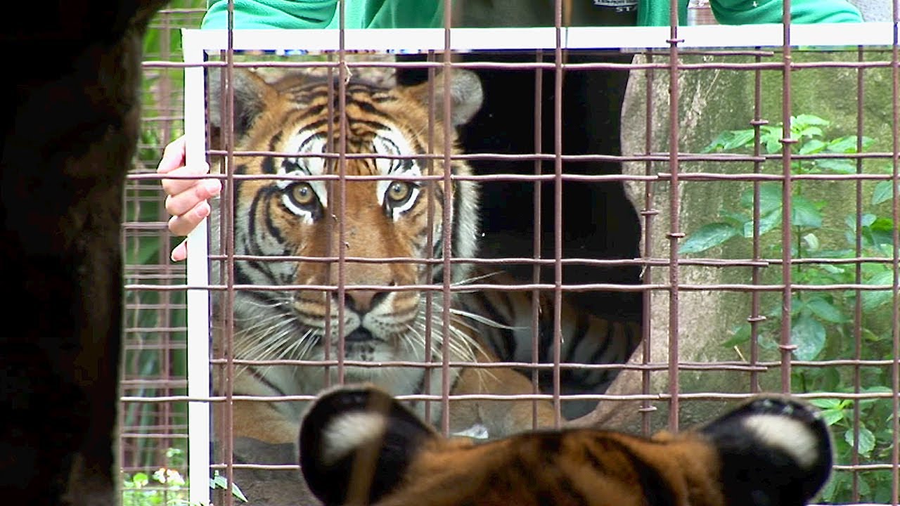 VIDEO: Tīģeri un citi “lieli kaķi” aci pret aci ar spoguli. (Big Cats + Mirrors)