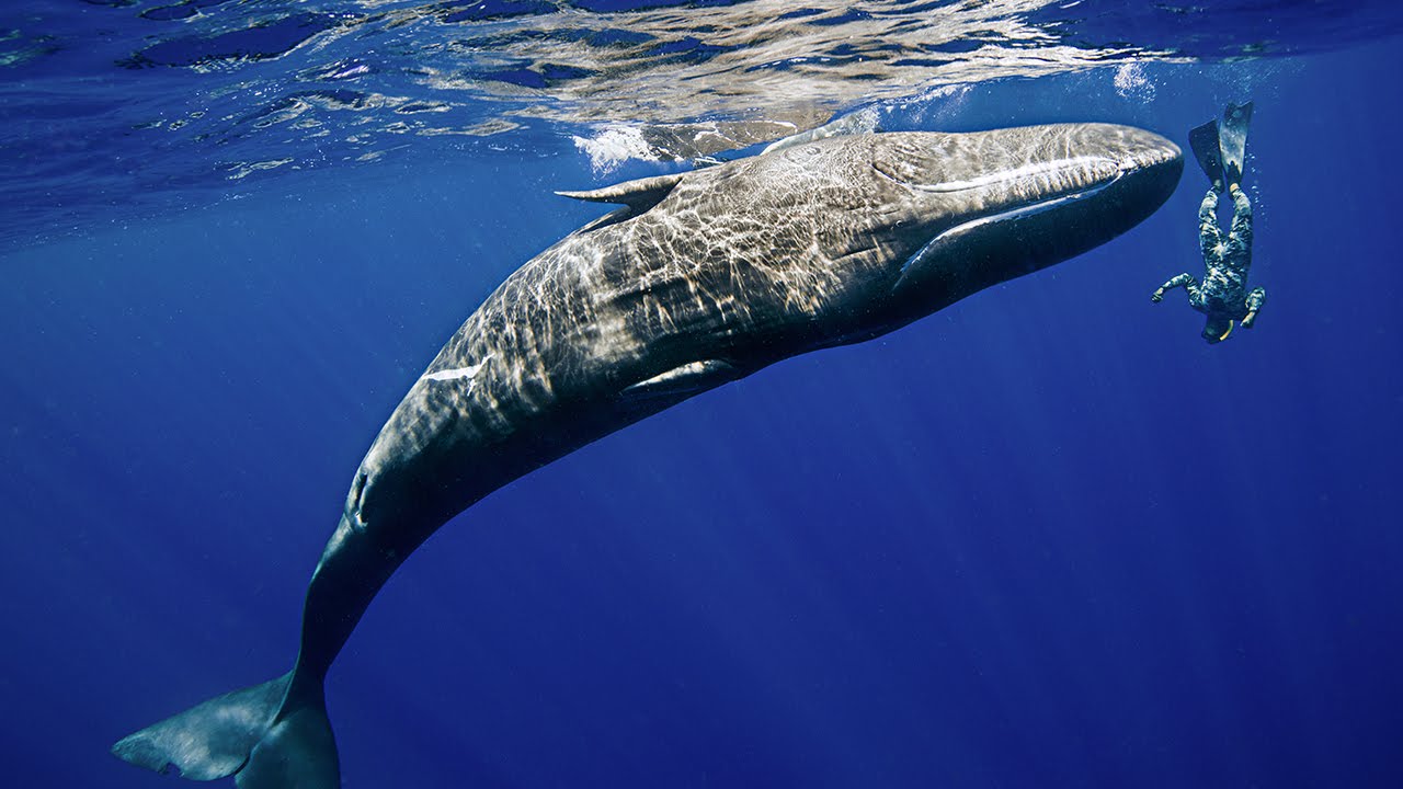 VIDEO: Valis atradis sev labāko draugu! (Wild Whale Spins on Command of Diver)