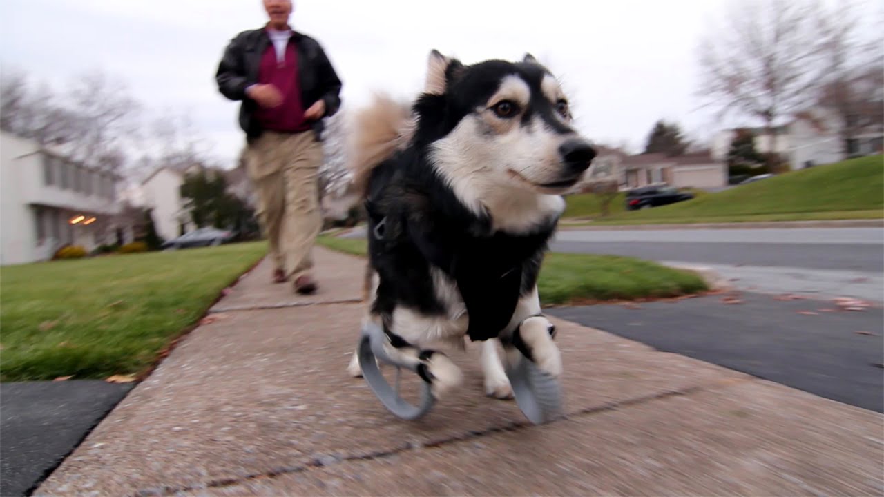 VIDEO: Aizkustinoši! Suns ar 3D izprintētām kājām! (Derby the dog: Running on 3D Printed Prosthetics)