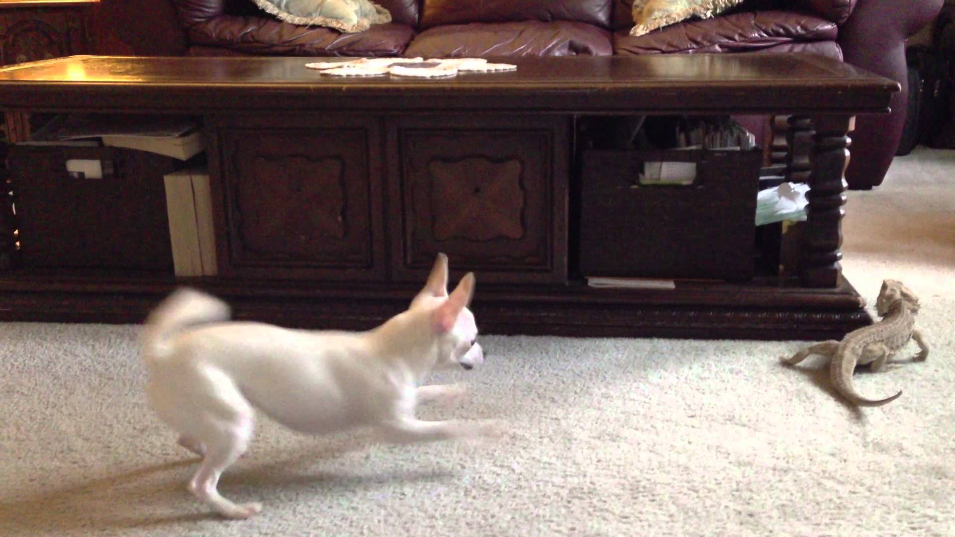 VIDEO: Čihuahua un ķirzaka. Izskatās, ka viņiem iet jautri! (Chihuahua vs Bearded Dragon!)