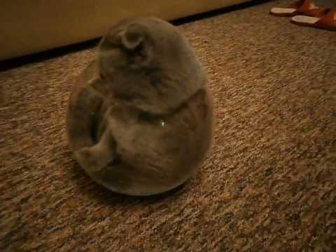VIDEO: Izaicinājums pieņemts! Kaķa “cīņa” ar akvāriju! (Cat in a fish bowl)