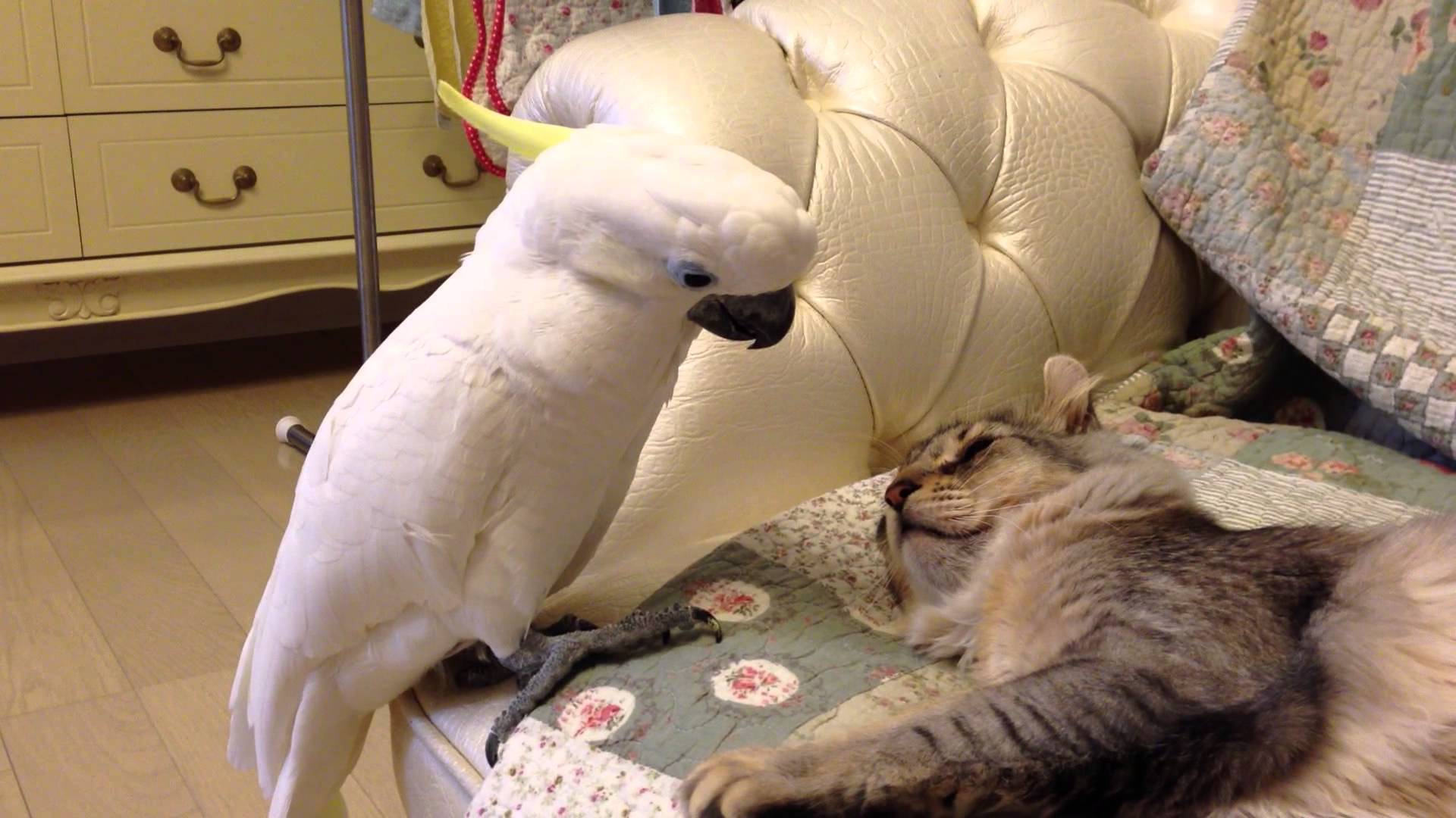 VIDEO: Kakadū negaidītais skūpsts… kaķim! (Cacatuidae trying to kiss cat!)