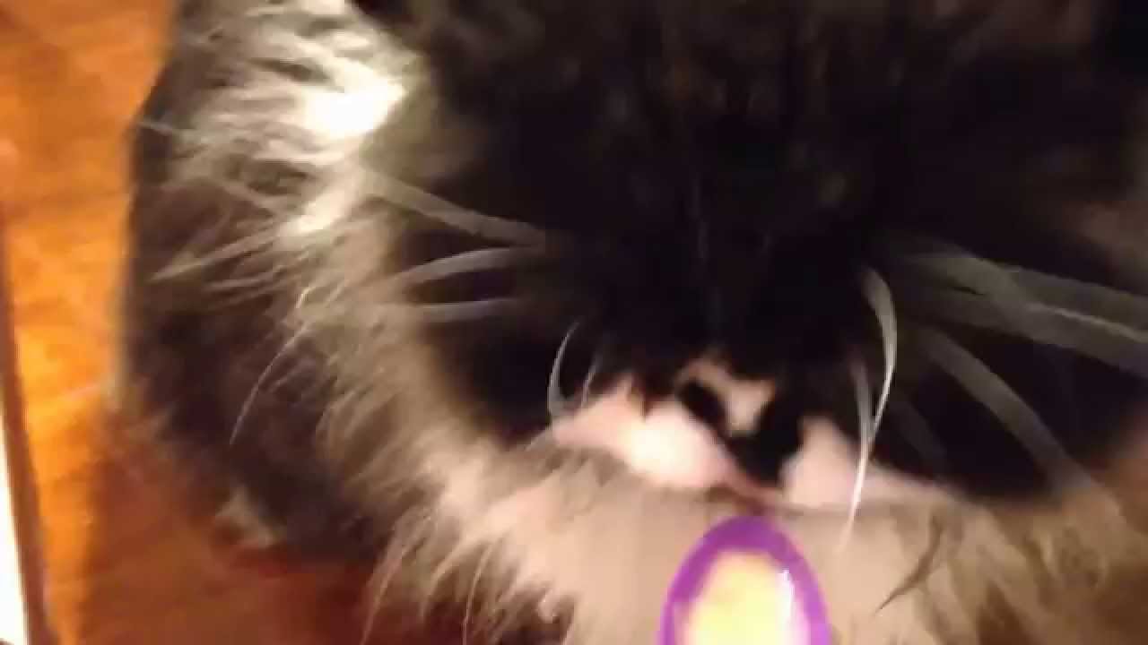 VIDEO: Kaķim ēdot saldējumu iestājas “smadzeņu sasalums”! (Cat Gets a BRAIN FREEZE!)