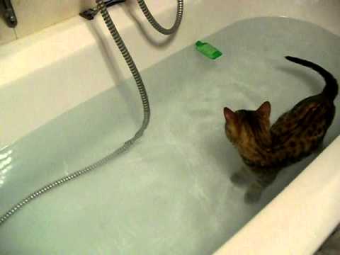 VIDEO: Kaķis peldas vannā! (Bengal Cat loves Water )
