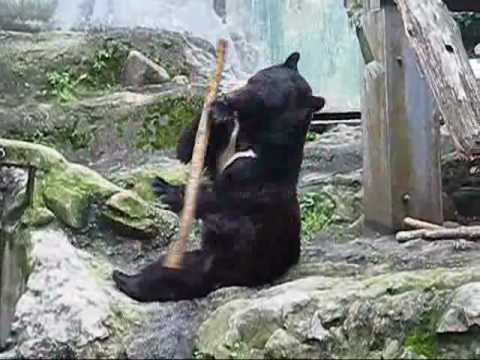 VIDEO: Kunfū Lācis! (Kung Fu Bear)