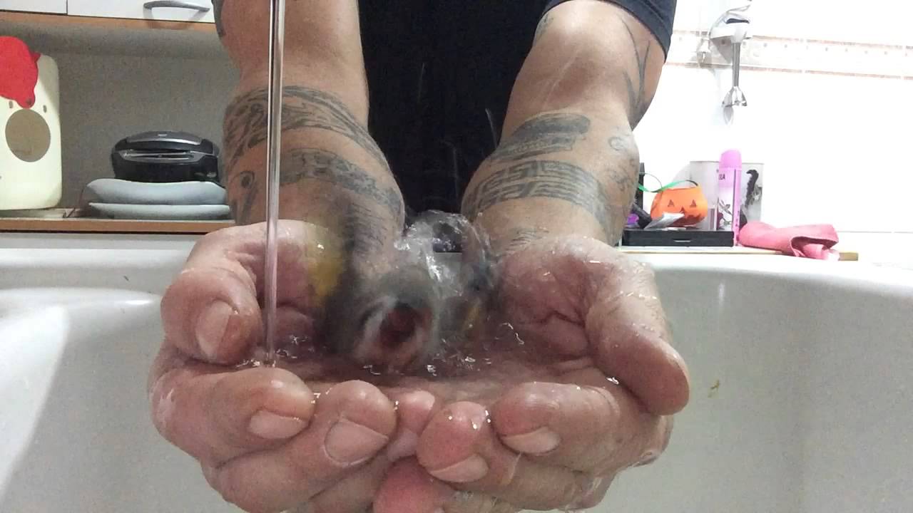 VIDEO: Putnēns, kuram ļoti patīk vannoties! (Bird take a bath in the hands of its owner!)