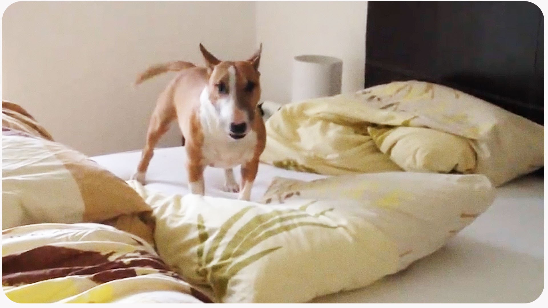 VIDEO: Tas brīdis, kad beidzot ir atļauts iekāpt gultā! (Funny Dog Goes Nuts | One Dog Circle Pit)
