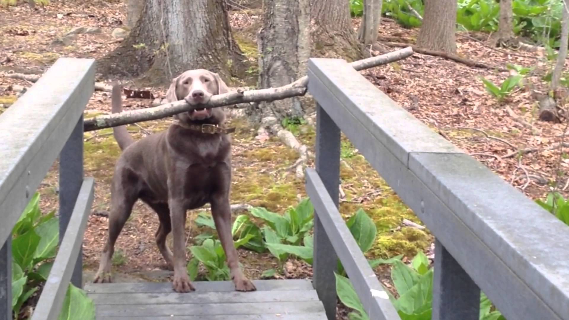 VIDEO:  Teo – tu to vari! (Dog Thinks Through A Problem!)