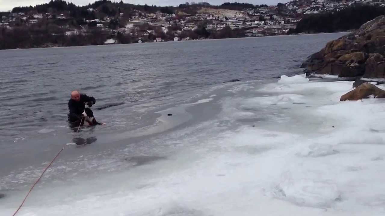 VIDEO: Vīrietis izglābj slīkstošu suni! (Saving a dog which has gone through the ice!)