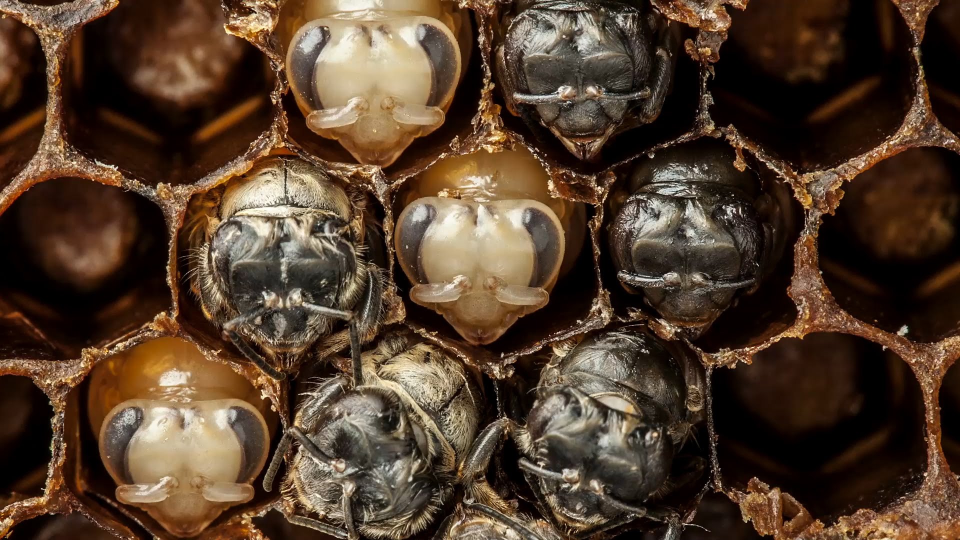 VIDEO: Forši! Kā attīstās bites? 21 attīstības diena 60 sekundēs! (Amazing Time-Lapse: Bees Hatch Before Your Eyes!)