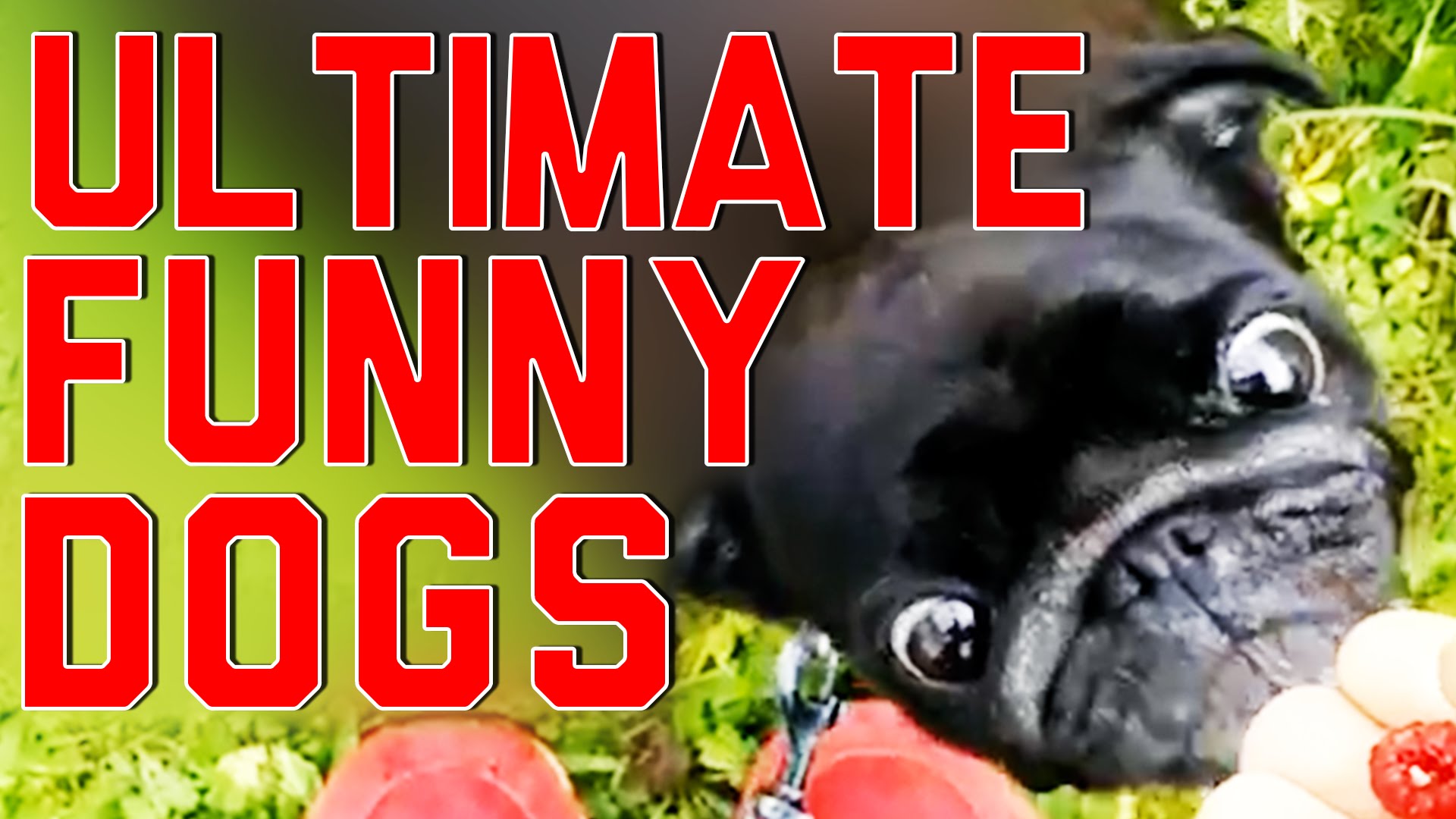 VIDEO: Foršie un reizēm arī nedaudz muļķīgie suņi! (Ultimate Funny Dogs Compilation)