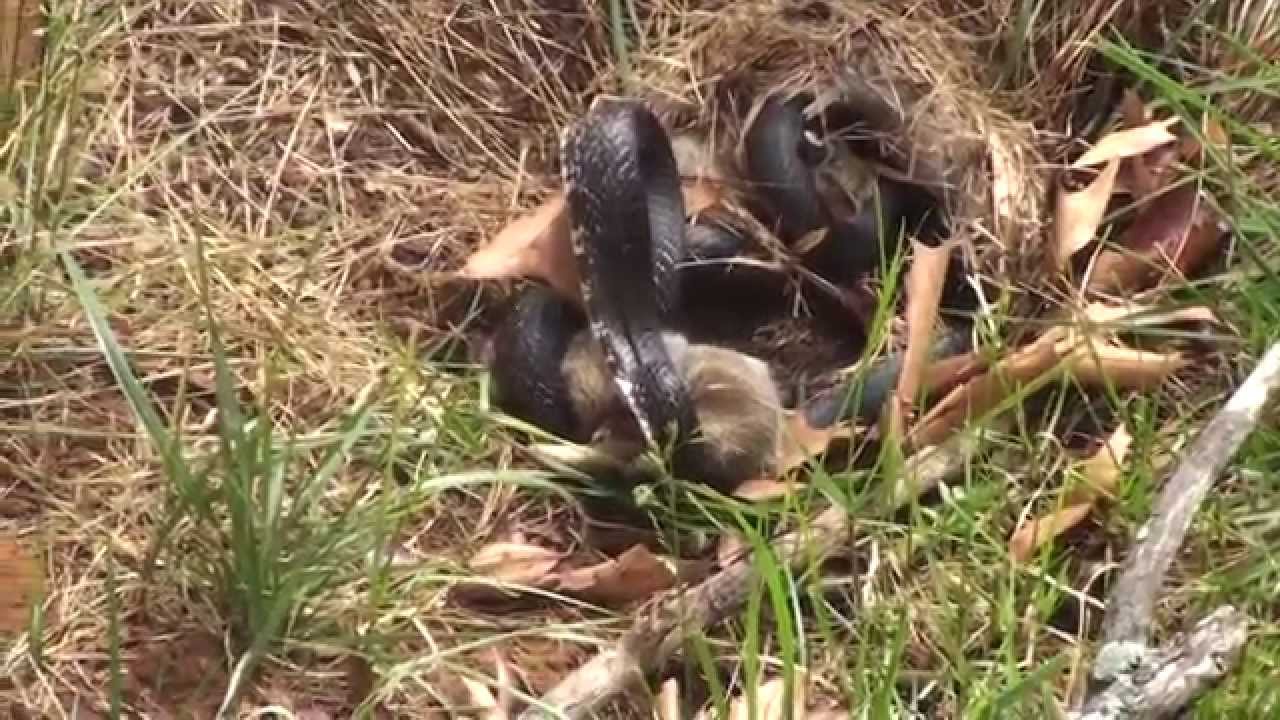 VIDEO: Iespaidīgi! Kā trušu mamma izglāba savus bērnus no čūskas!? (Snake and Rabbit Fight!)