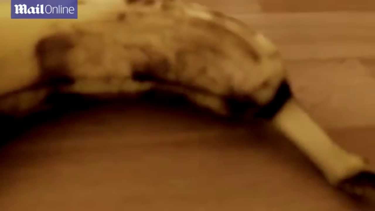 VIDEO: Izrādās zirnekļi mēdz dzīvot arī banānos! (Horrifying moment trapped spider forces its way out of banana!)