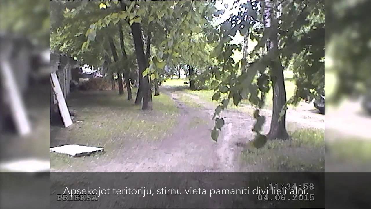 VIDEO: Mežs ienāk pilsētā! Pa Rīgu skraida divmetrīgi aļņi!