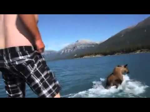VIDEO: Pārdzēries vīrietis mēģina jāt uz aļņa! (Moose rider!)