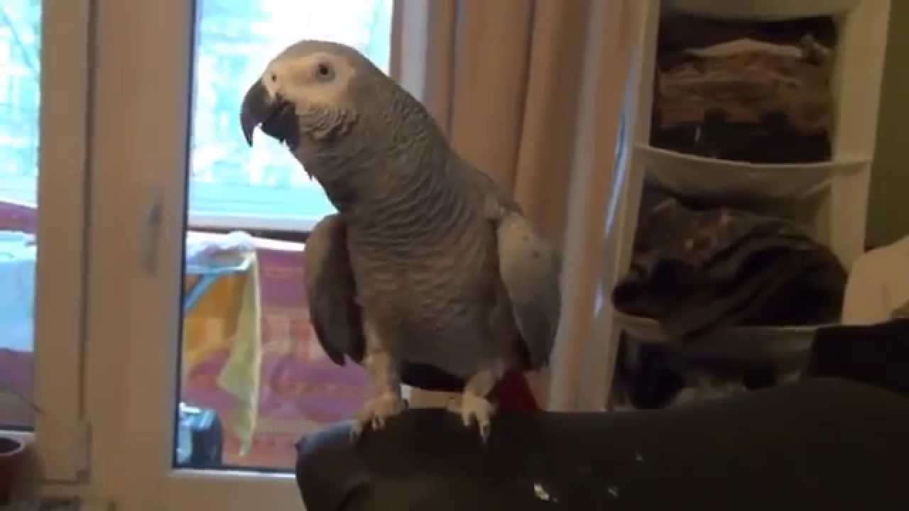 VIDEO: Super! Šim papagailim tiešām sanāk! Viņš var gan uzdziedāt, gan parunāt! (Amazing! Talking & singing parrot!)