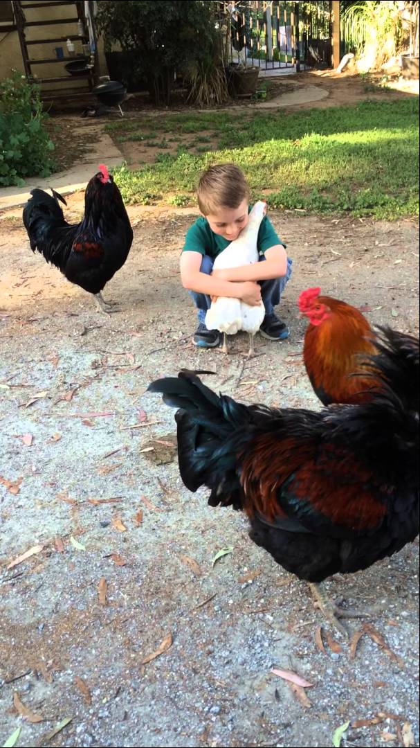 VIDEO: Super! Vistas un puikas draudzība! (Chicken friendship with boy!)