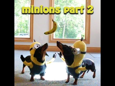 VIDEO: Divi taksīši jeb Minioni un viens banāns! (Wiener Dog Minions PART 2 – “BA-NA-NA!”)