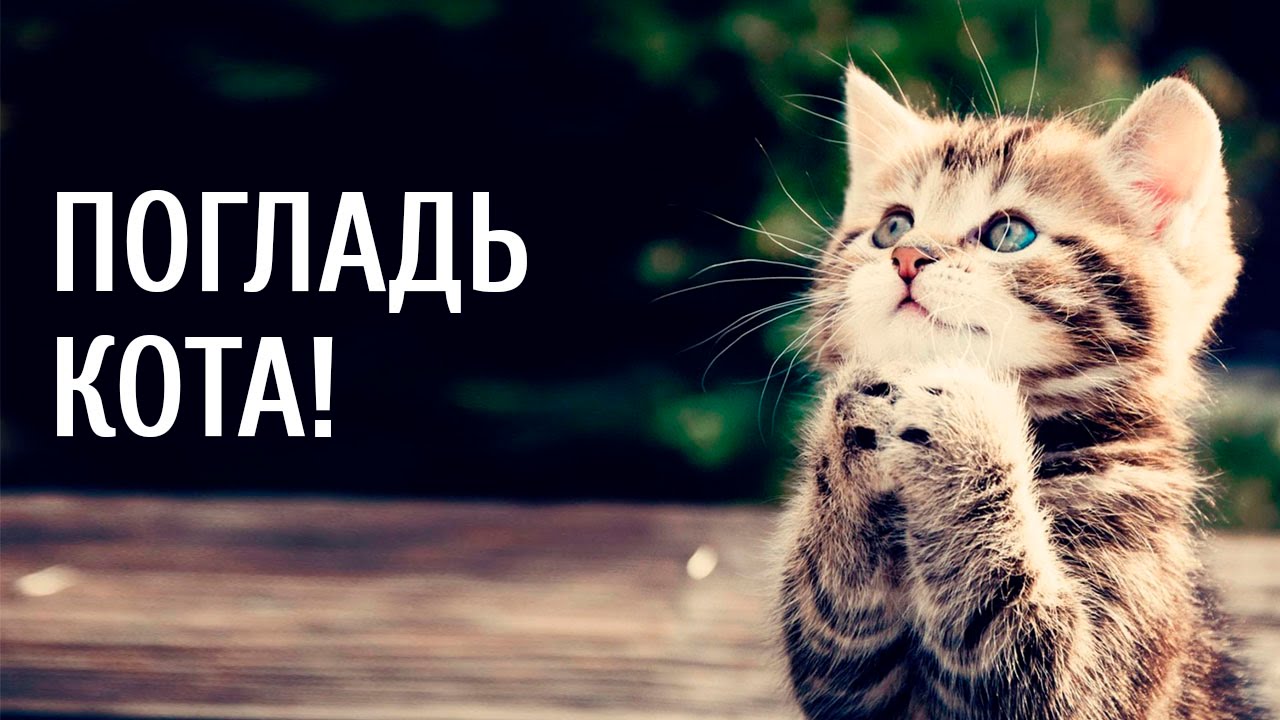 VIDEO: Kad kaķiem pietrūkst uzmanības… (The cats asks for palm!)