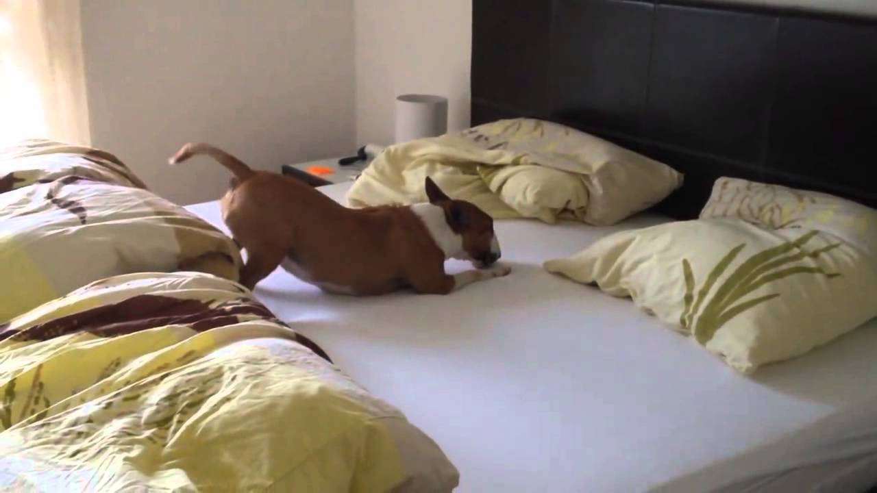 VIDEO: Lielie prieki! Suņa pirmā reize saimnieka gultā! (Dog First Time In Owner Bed!)