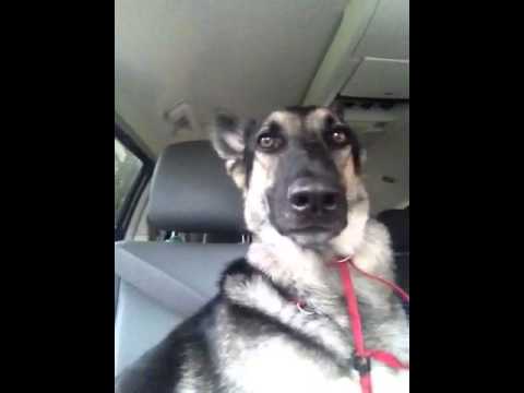 VIDEO: Suns izdzirdēja savu mīļāko dziesmu un… (This Dog Heard Her FAVOURITE Song And Did Something Her Human Just Had To Catch On Video!)