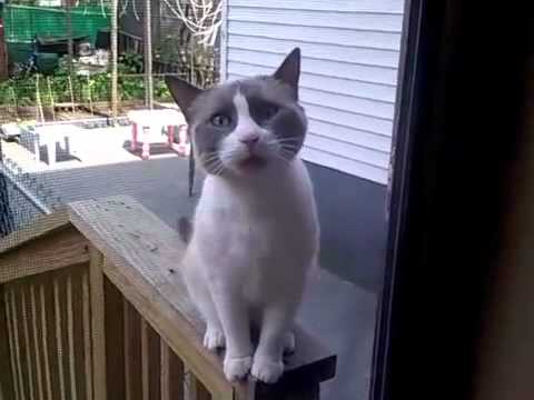 VIDEO: Tūliņ pat laid mani iekšā! (Yelling Cat)