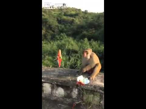 VIDEO: Atsaldētu iditotu augstākā pilotāža. (Idiots throws snack with firecracker to monkey)
