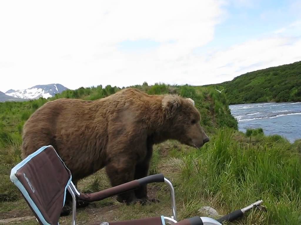 VIDEO: Iepējams miermīlīgākais lācis pasaulē! (bear sits next to guy)