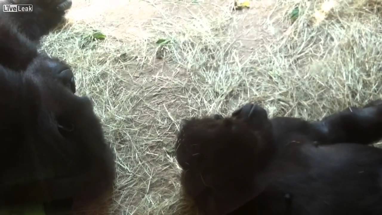 VIDEO: Izrādās, ka to dara arī gorillas! Ņom, ņom, ņom! (Vapour Life Style eLiquids – Purple Bubble Bobble & Gorilla Snacks)