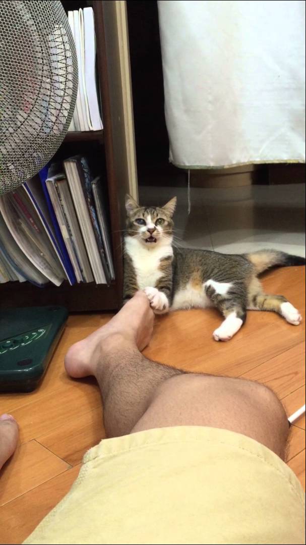VIDEO: Ja kājas smird, tad kaķi būs pirmie, kas par to paziņos! (這腳有毒(This foot is poisonous)!!My cat is a great actress)