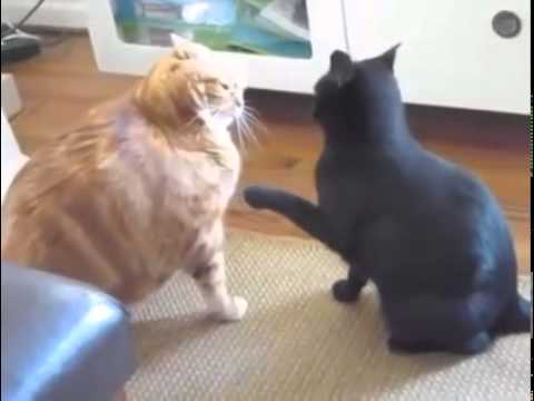 VIDEO: Ja to var resns kaķis, tad vari arī Tu! Kusties, kusties! (How to lose weight? – Fat Cat)