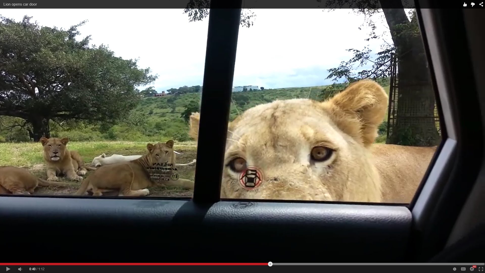 VIDEO: Ko tādu neviens nevarēja paredzēt! Advancētā, advancētā lauva. (Lion opens car door)