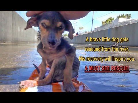 VIDEO: Kucēnam nogriež ķepu un iemet 9 metrus dziļā kanālā nomirstam.. bet viņu izglābj! (A brave little dog gets rescued from the river. His recovery will inspire you. Please share.)