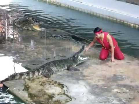 VIDEO: Negaidīts negadījums krokodila šova laikā.. (Unexpected accident at crocodile show)