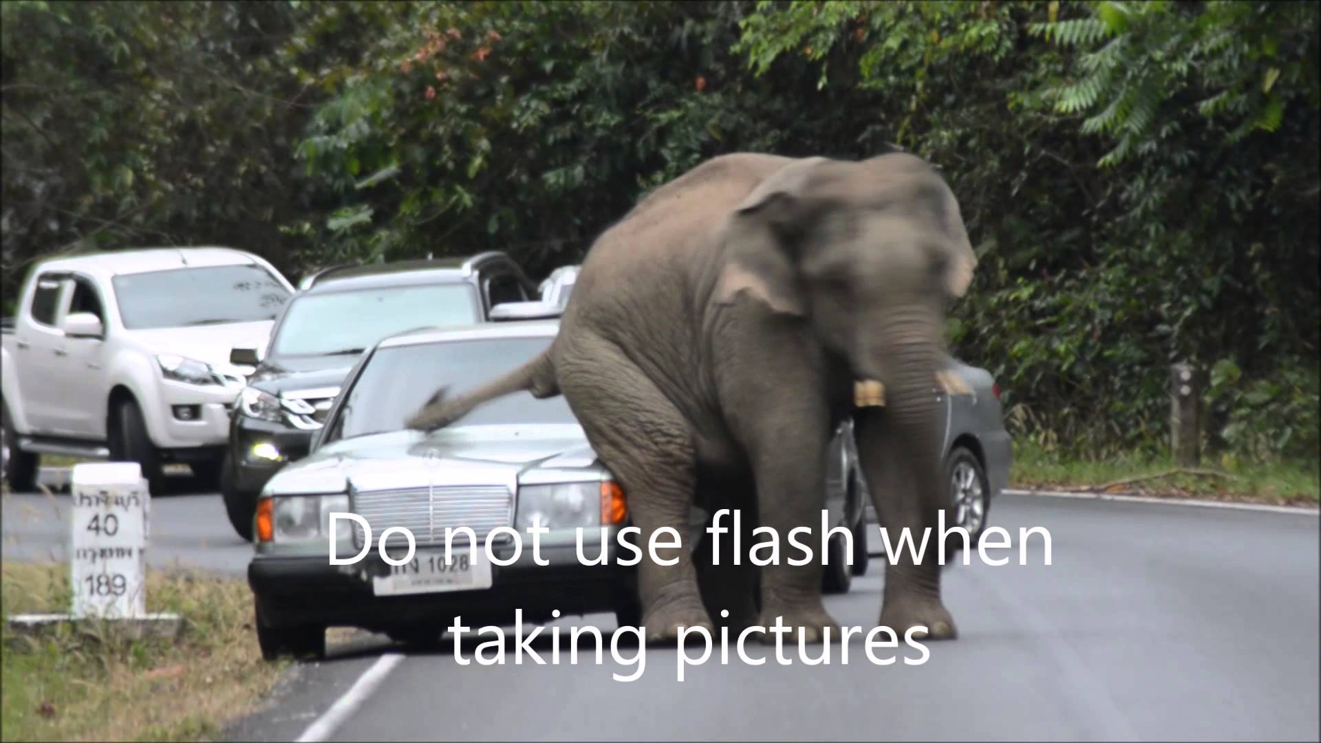 VIDEO: Nevajag braukt uz nacionālo parku ar ir gaiši pelēku auto.. Zilonēns pārpratīs! (elephants on the road in khao yai national park)