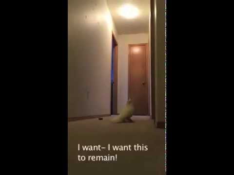 VIDEO: Pirms iegādājies kakadū rūpīgi iepazīsties ar tā lietošanas instrukciju! (Cockatoo running around yelling absolute nonsense [SUBTITLES VERSION])