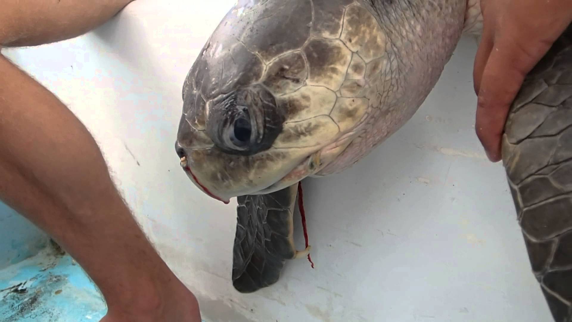 VIDEO: Pretīgi! Bruņurupucim no nāss izvelk sadzīves priekšmetu, kas kā atkritums atradis savu ceļu uz okeānu. Brīdinām – daži skati var būt nepatīkami jūtīgiem skatītājiem!  (Sea Turtle with Straw up its Nostril – “NO” TO PLASTIC STRAWS)