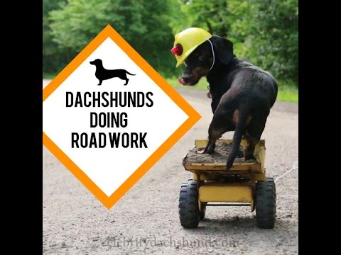 VIDEO: Smieklīgi! Divi takši iejūtas ceļa strādnieku lomās! (Dachshunds Doing Road Work – Cute Construction Worker Dachshunds!)