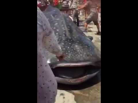 VIDEO: Vaļhaizivs tiek sadalīta gabalos pārdošani, kamēr tā vēl ir dzīva. Brīdinām – video ir nepatīkami skati! (Vendors Saw Giant Whale Shark into Pieces for Market Sale, China)