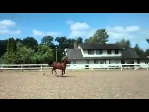 VIDEO: Vispār jau es negribēju izkļūt no teritorijas, bet labi – runā, ka kaimiņu zāle gardāka! (Horse sliding escape by Horse Addicted via 4GIFs.com)