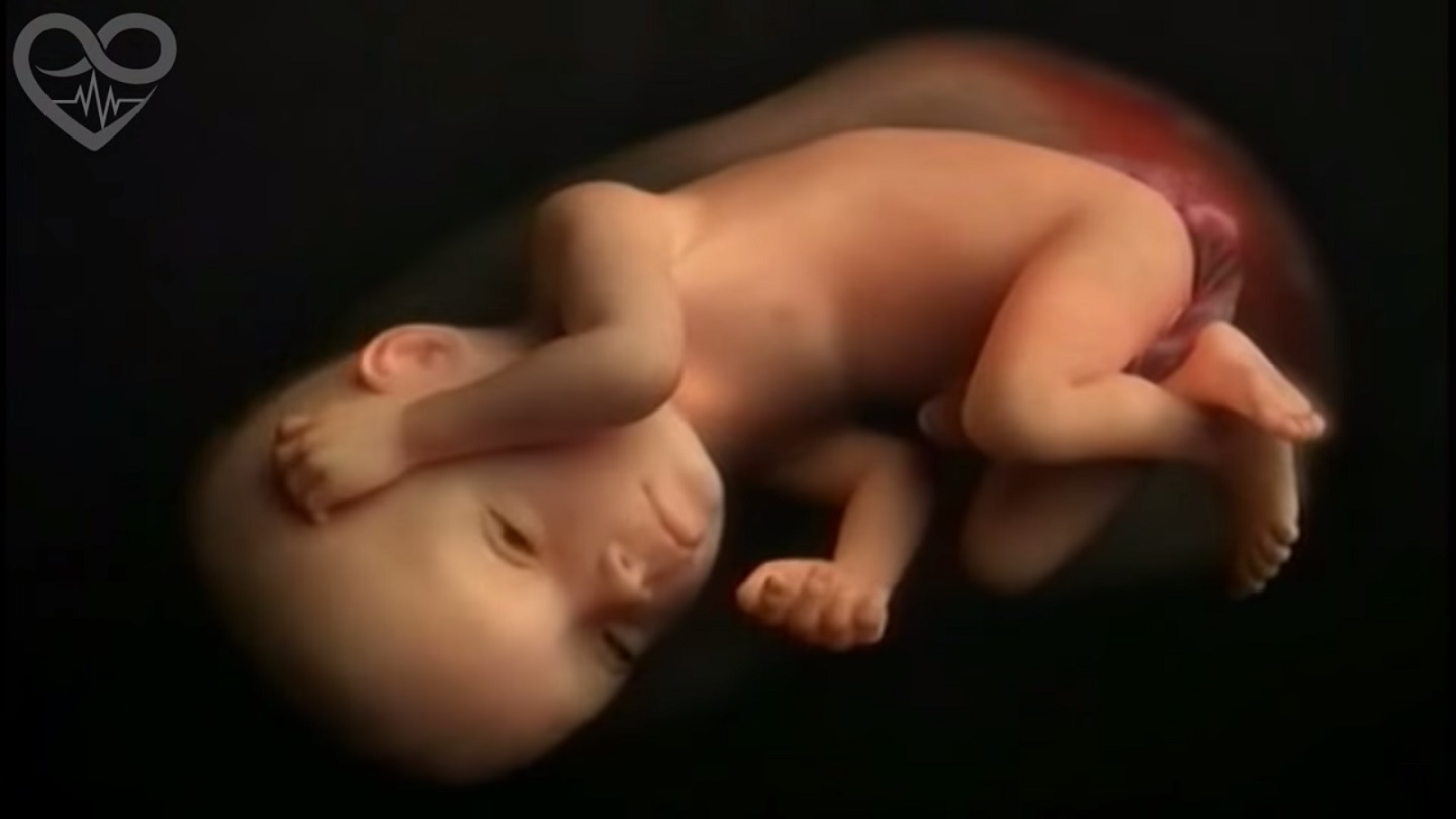 VIDEO: Mazuļa dzīve mammas puncī jeb 9 mēneši 4 minūtēs! (Life in the womb 9 months in 4 minutes!)